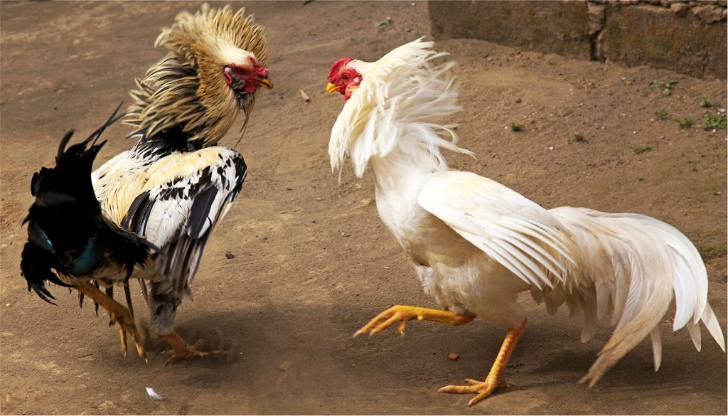 Đá gà cựa sắt là gì?