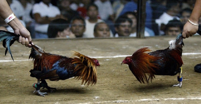 Ưu điểm và rủi ro của đá gà cựa sắt