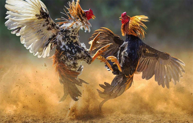 Kết nối với cộng đồng người nuôi gà đá chuyên nghiệp