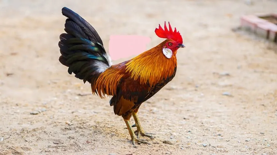 Chọn giống là yếu tố tiên quyết trong nuôi gà tre