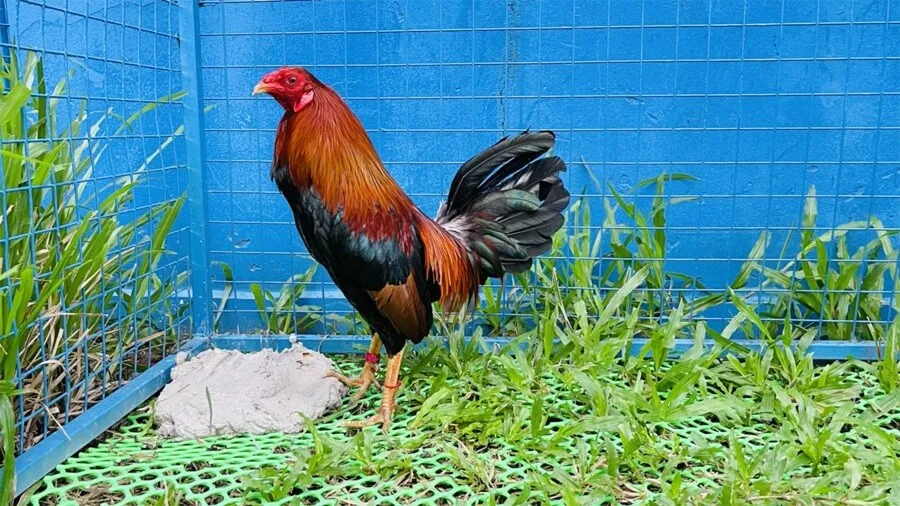 Tư vấn từ cộng đồng người nuôi gà tre chuyên nghiệp