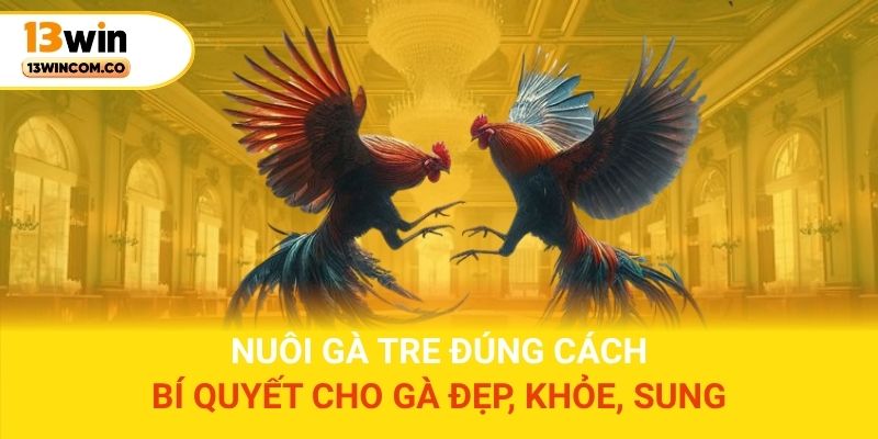 Nuôi gà tre đúng cách – Bí quyết cho gà đẹp, khỏe, sung